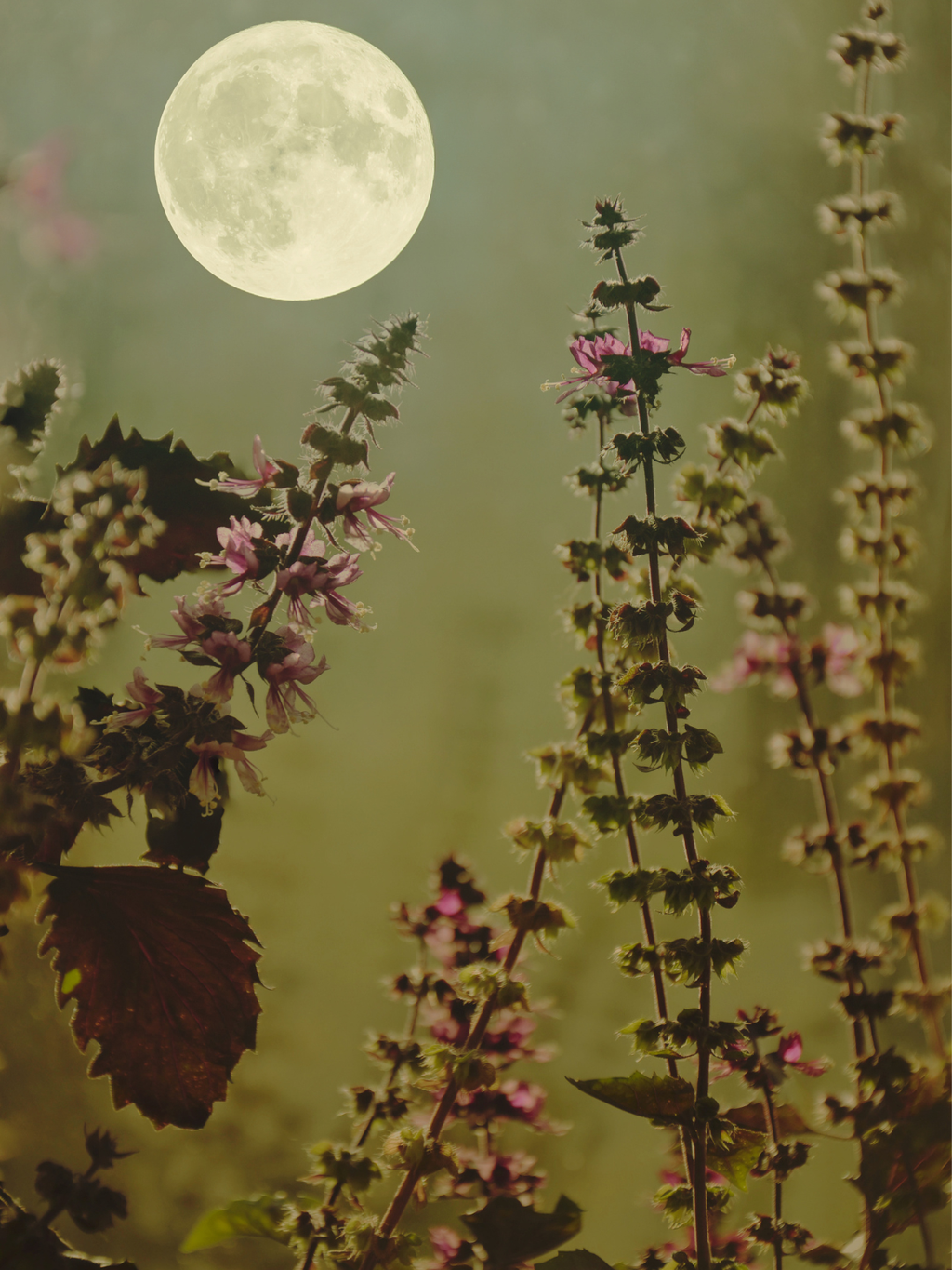 Fleur Lune Candle
