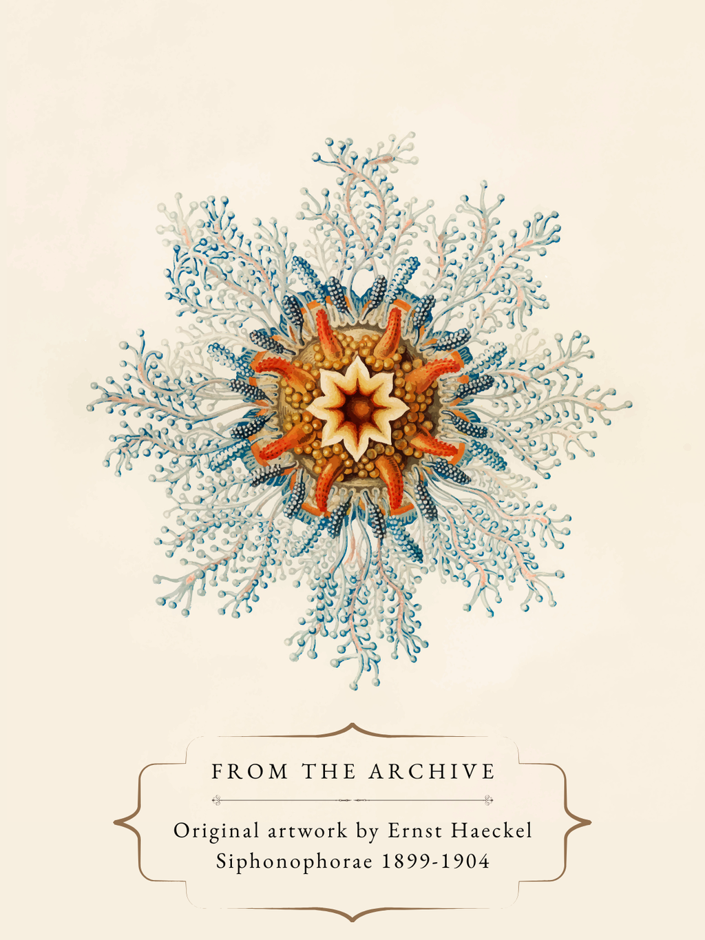 Siphonophorae artwork by Ernst Haeckel, 1899–1904, featuring a radial blue, white, and orange marine organism.