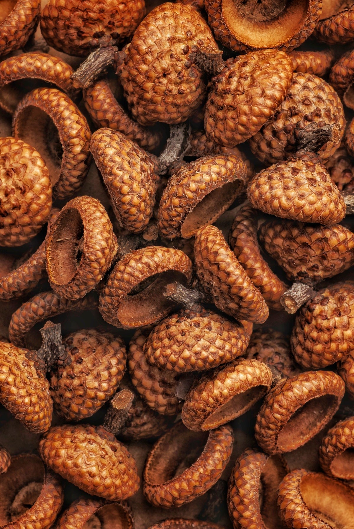 Close-up of a pile of brown acorn caps, a woodland detail that echoes the Gathered candle label.