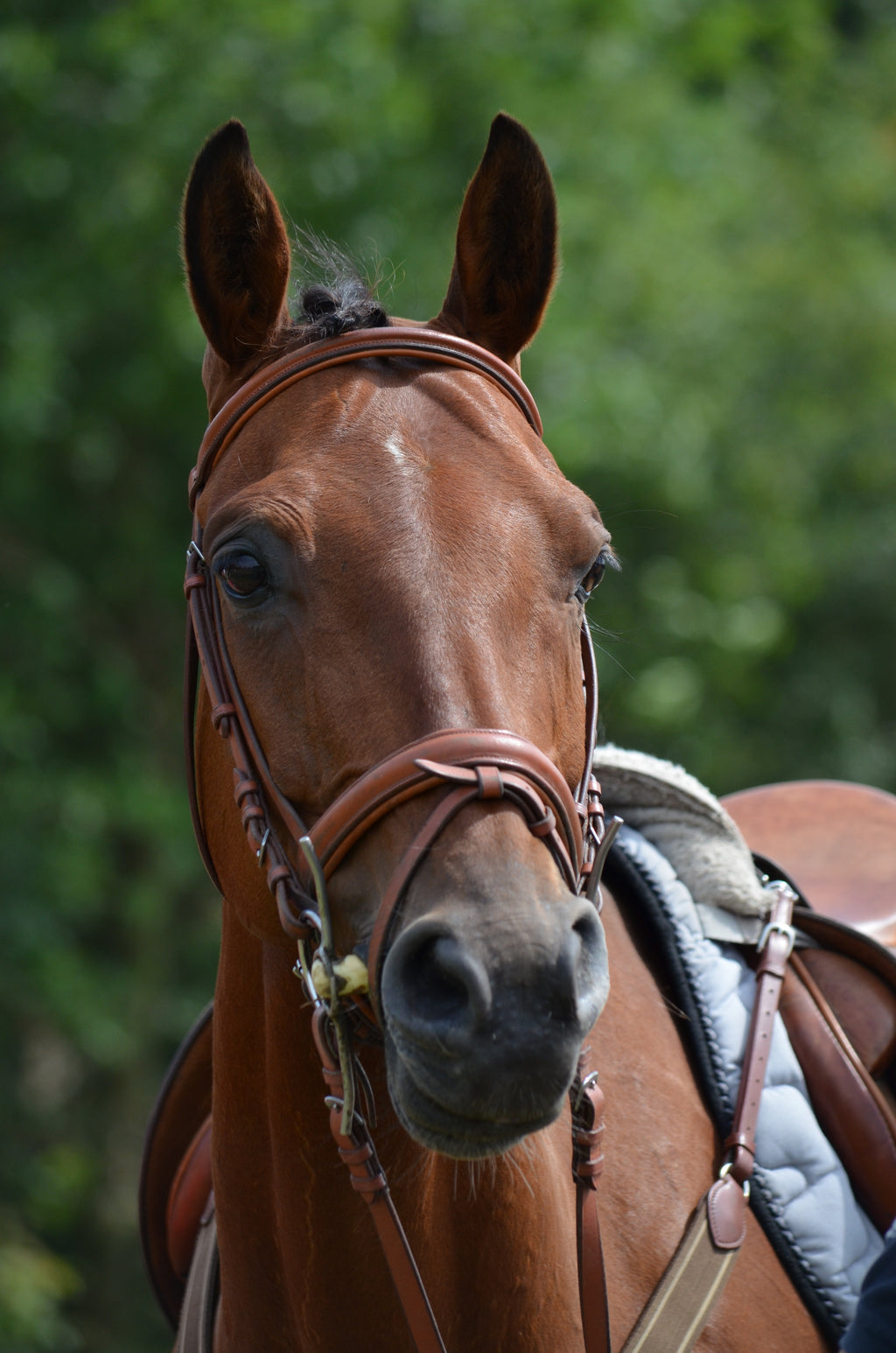 Brown horse wearing a leather bridle and saddle, reflecting the leather fragrance note in Huntley.