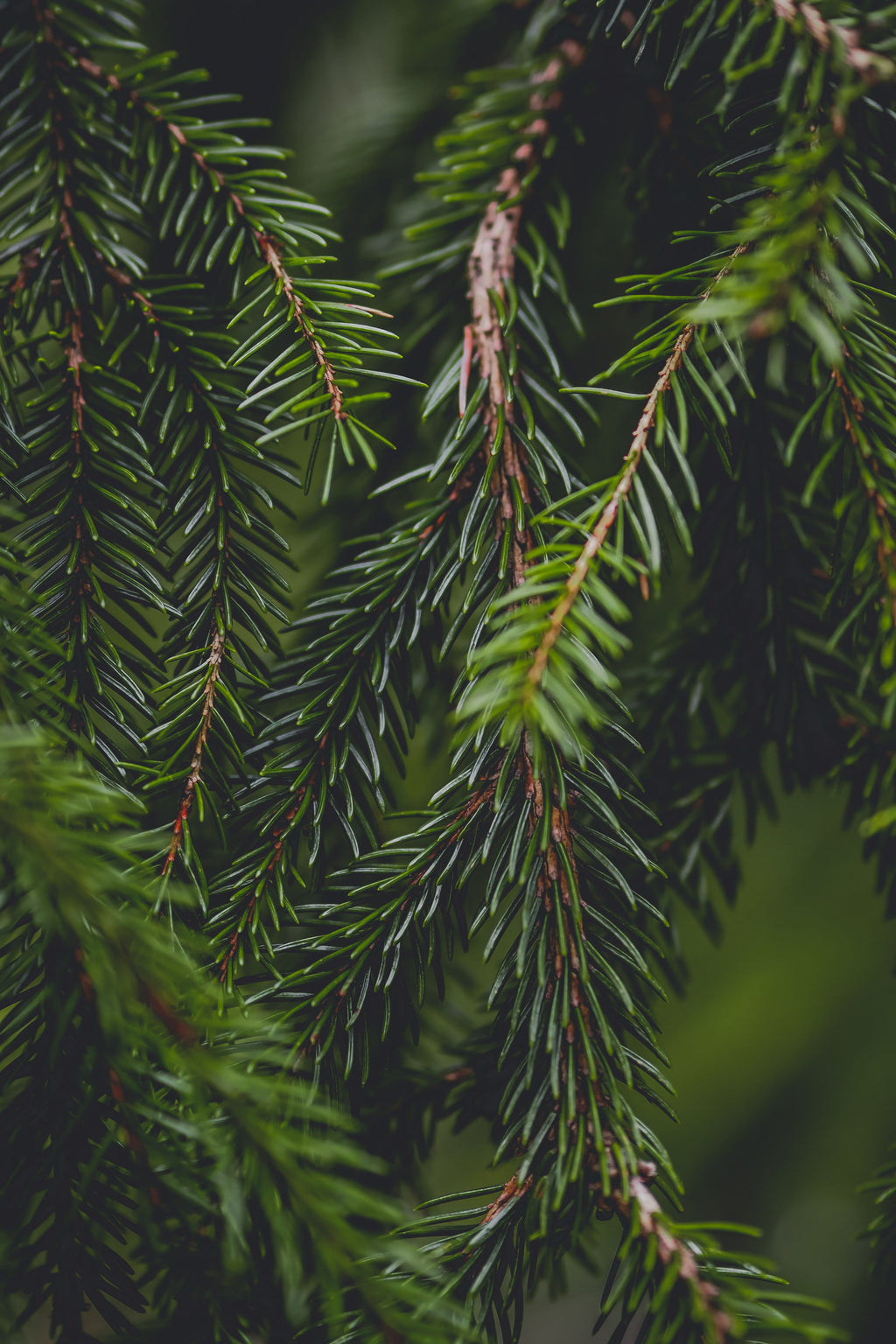 Image name: longing-pines-evergreen-branches.jpg
Alt text: Close-up of deep green evergreen branches with needles against a softly blurred forest background.