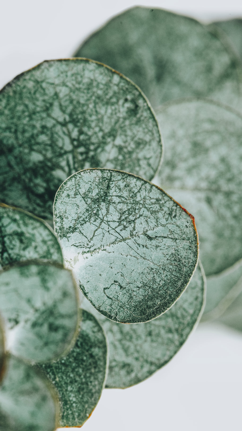 Close-up of silver-green eucalyptus leaves, representing the eucalyptus fragrance note in Serein.